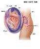 Hal-hal Penting ini di Trimester Kedua Kehamilan