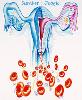 Mengenal Lebih Dekat dengan Menstruasi